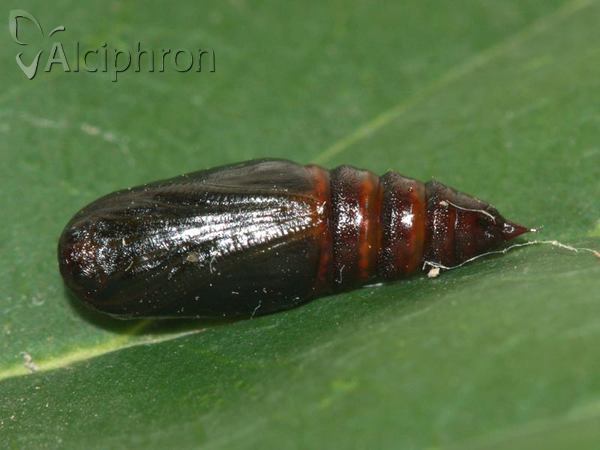 Isturgia murinaria