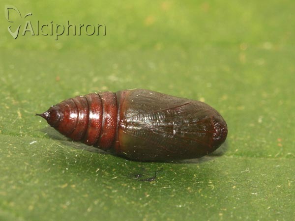 Isturgia arenacearia