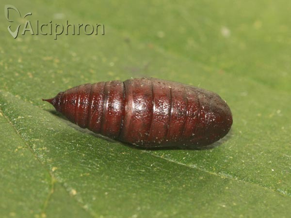 Isturgia arenacearia