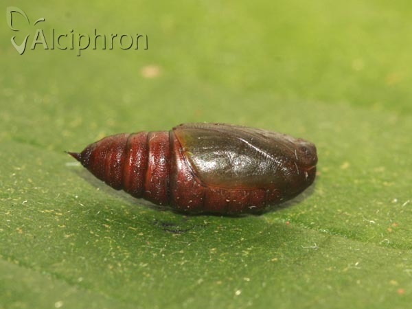 Isturgia arenacearia