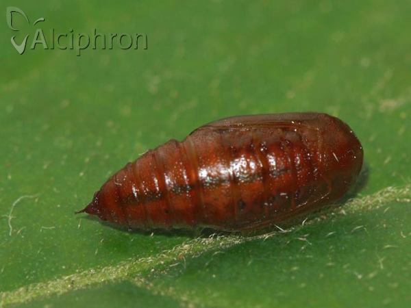 Heliomata glarearia