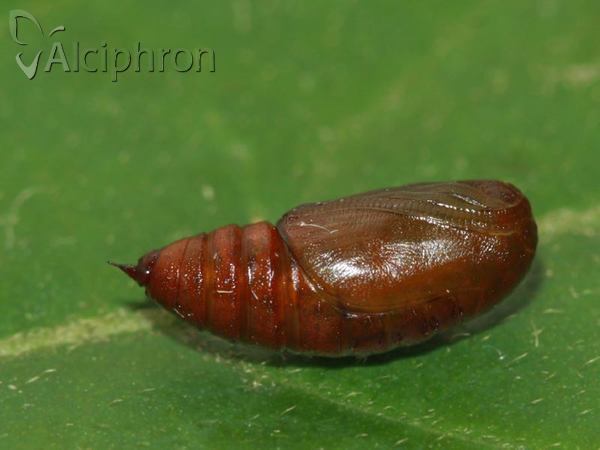 Heliomata glarearia