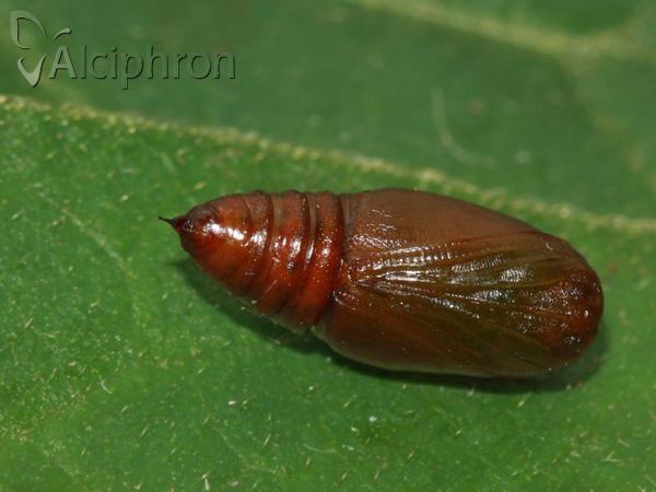 Heliomata glarearia