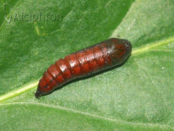 Boudinotiana notha