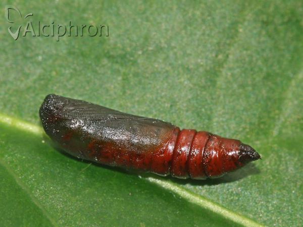 Boudinotiana notha