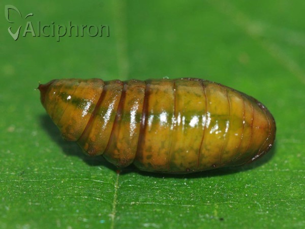 Alsophila aescularia