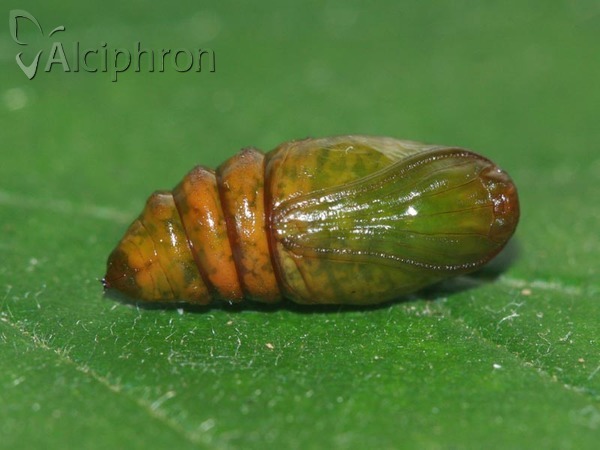 Alsophila aescularia