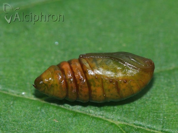 Alsophila aescularia