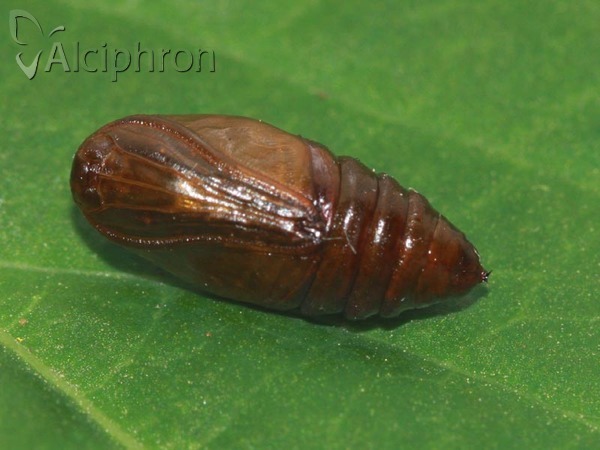 Alsophila aescularia