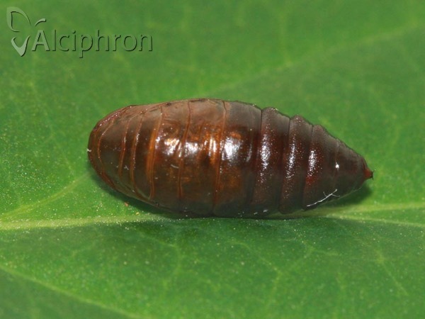 Alsophila aescularia