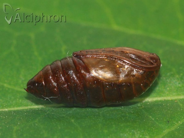 Alsophila aescularia