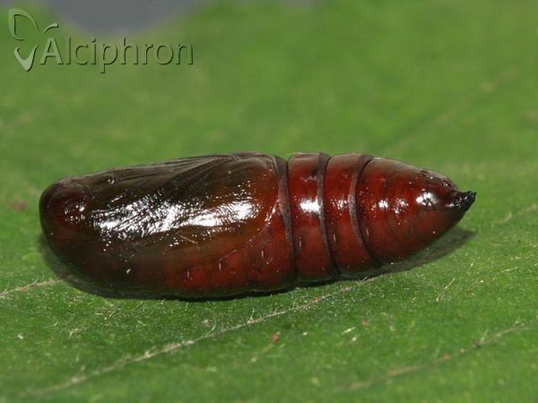 Pterostoma palpina