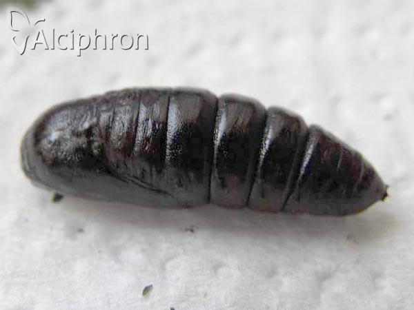 Notodonta ziczac