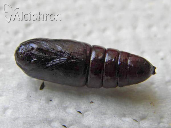 Notodonta ziczac