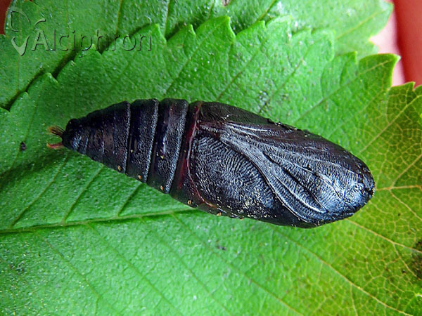Dicranura ulmi
