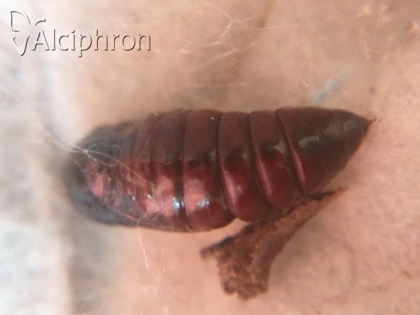 Clostera pigra