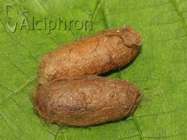 Thaumetopoea pityocampa