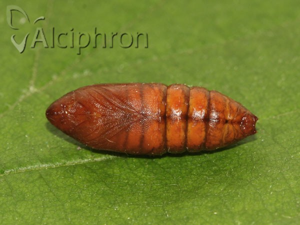 Thaumetopoea pityocampa