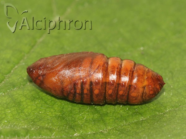 Thaumetopoea pityocampa