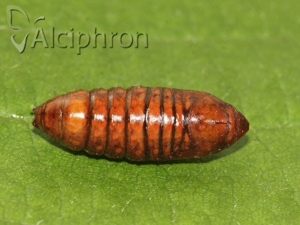 Thaumetopoea pityocampa
