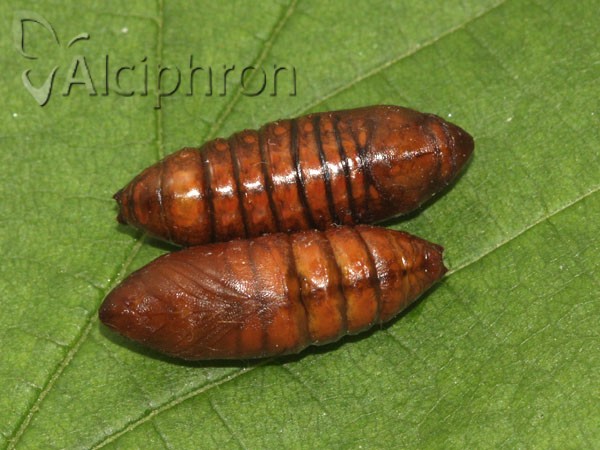 Thaumetopoea pityocampa