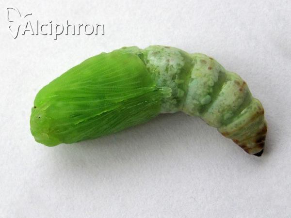 Apopestes spectrum