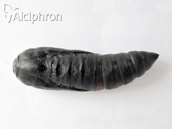 Apopestes spectrum