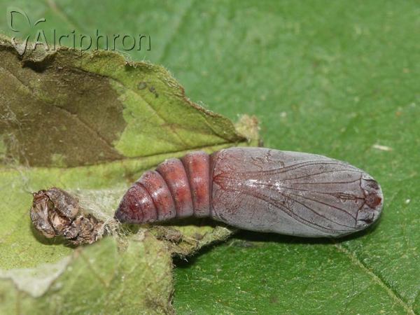 Dysgonia algira