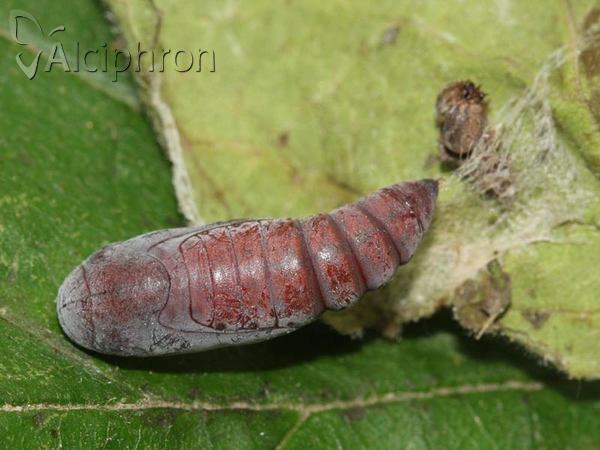 Dysgonia algira