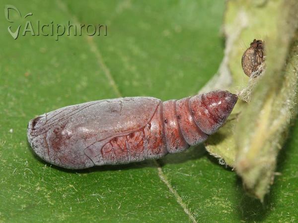 Dysgonia algira