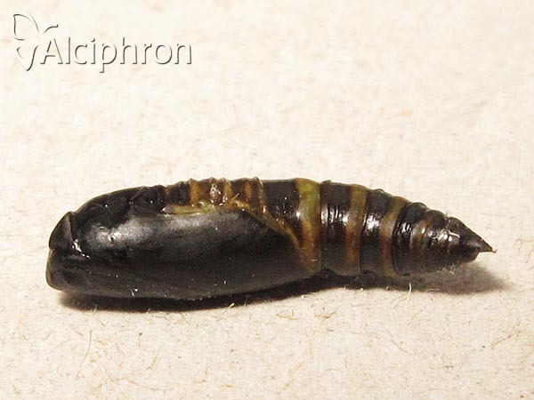 Laspeyria flexula