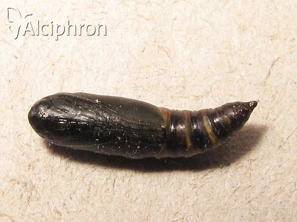 Laspeyria flexula
