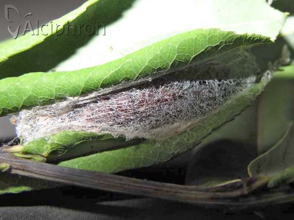 Scoliopteryx libatrix