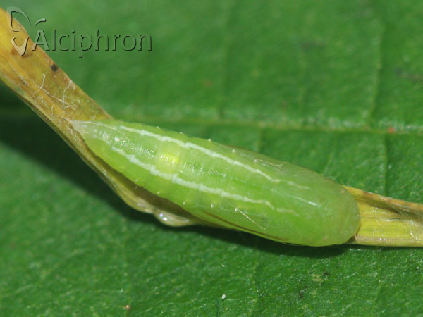 Rivula sericealis