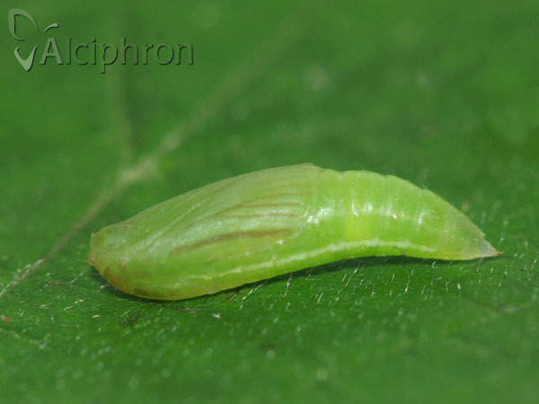 Rivula sericealis