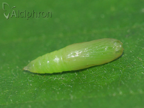 Rivula sericealis