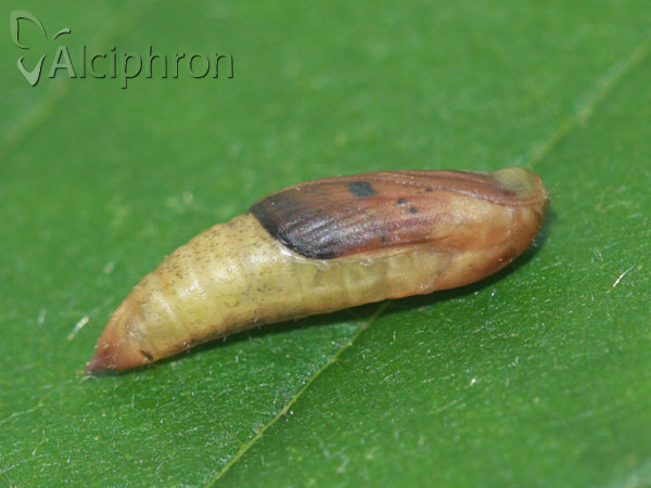 Rivula sericealis