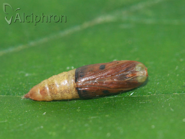 Rivula sericealis