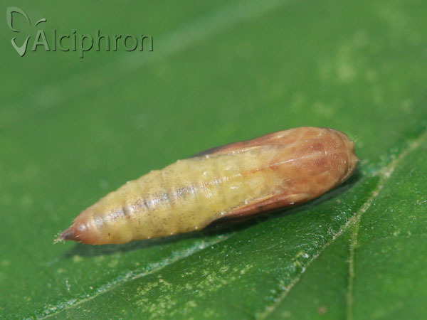 Rivula sericealis