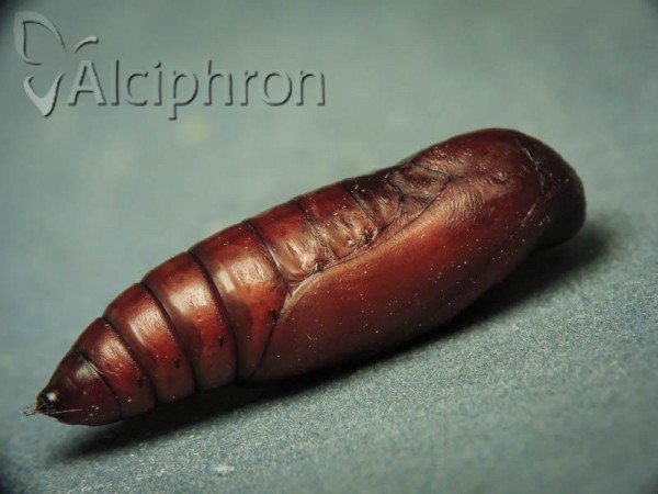 Pechipogo plumigeralis