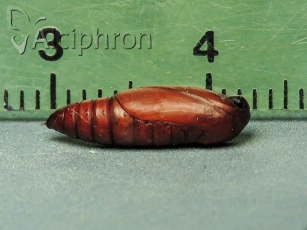 Pechipogo plumigeralis