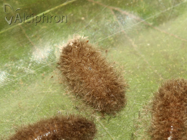 Miltochrista miniata