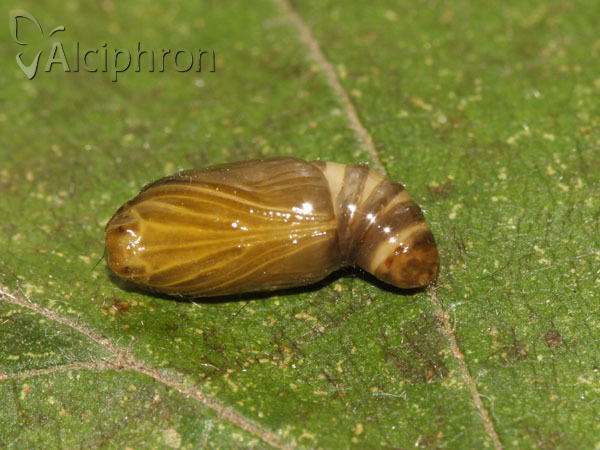 Miltochrista miniata