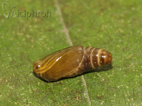 Miltochrista miniata