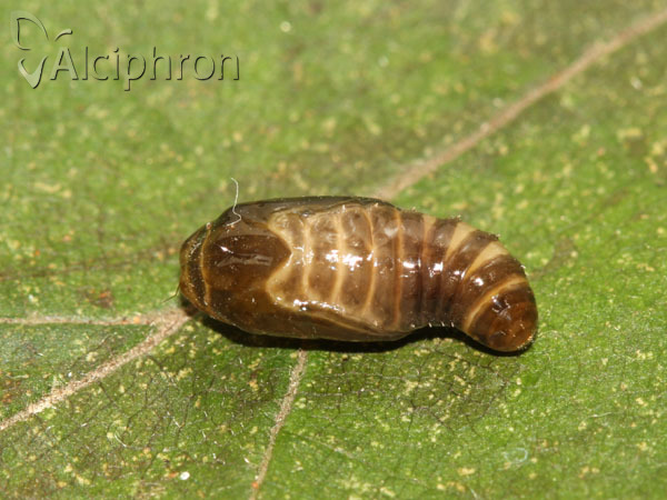 Miltochrista miniata