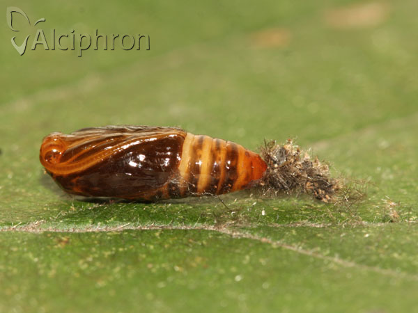 Miltochrista miniata