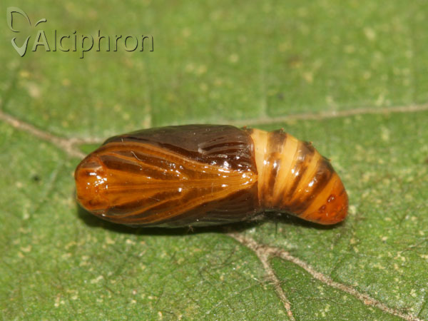 Miltochrista miniata