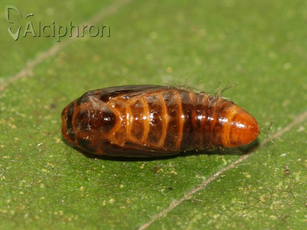 Miltochrista miniata