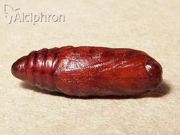 Eilema caniola
