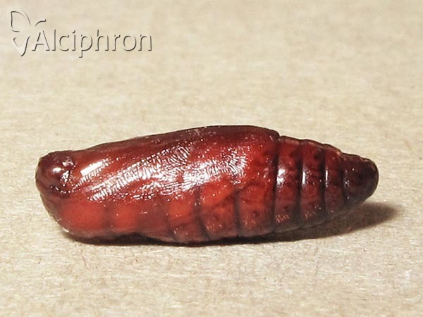 Eilema caniola